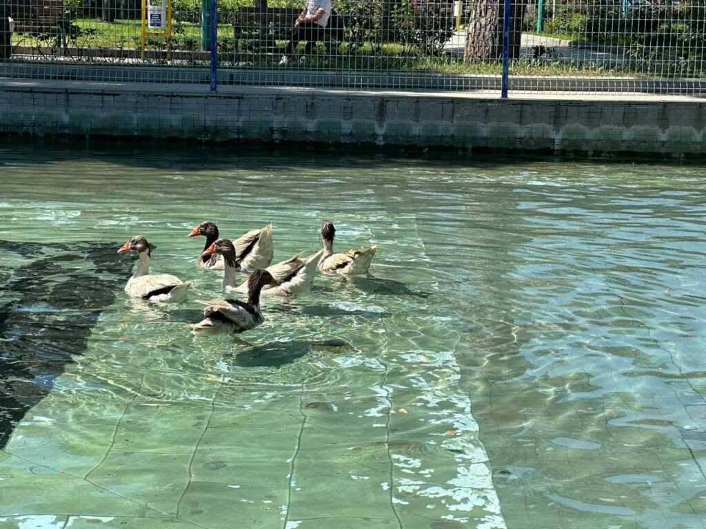 20240406aw178497-6-1024x768 Edremit’in ördekli parkı geri geldi